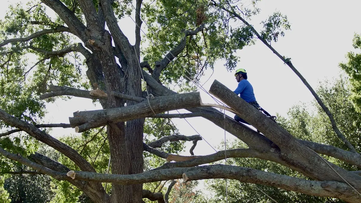 Professional Crown Thinning performed by certified arborists in Bard