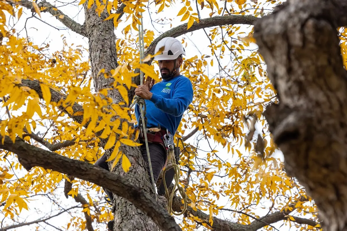 Skilled Tree Transplanting crew working in Bard